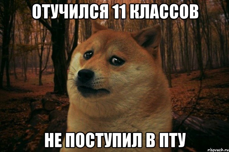 Отучился 11 классов не поступил в пту, Мем SAD DOGE