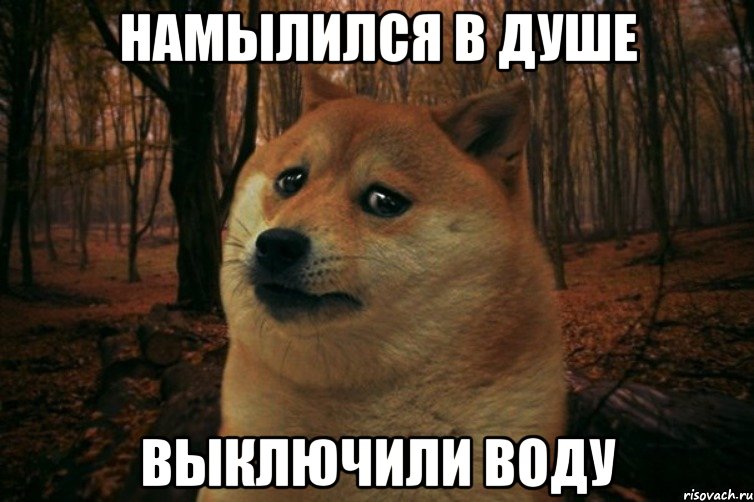 намылился в душе выключили воду, Мем SAD DOGE