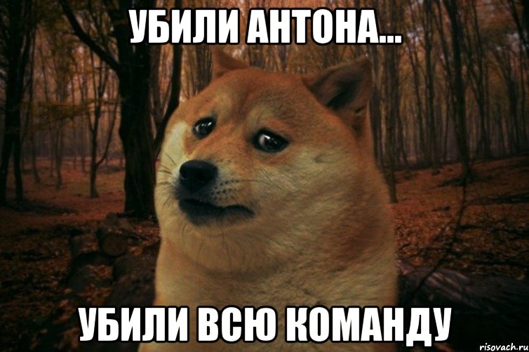 убили антона... убили всю команду, Мем SAD DOGE