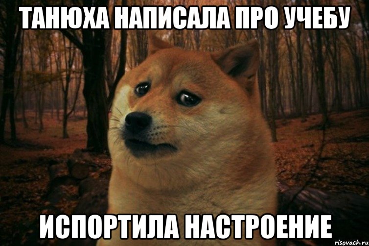 Танюха написала про учебу испортила настроение, Мем SAD DOGE