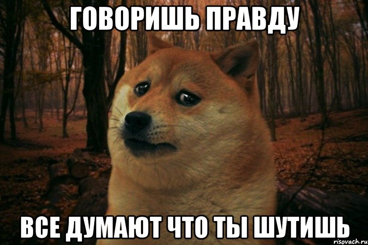 говоришь правду все думают что ты шутишь, Мем SAD DOGE