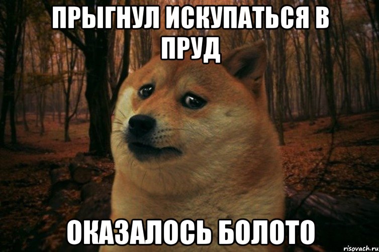 прыгнул искупаться в пруд оказалось болото, Мем SAD DOGE