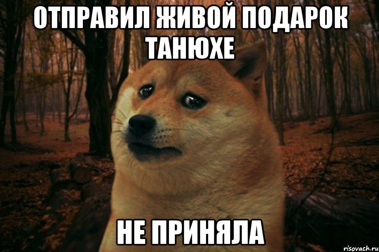 Отправил живой подарок Танюхе Не приняла, Мем SAD DOGE