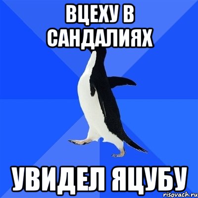 Вцеху в сандалиях увидел Яцубу, Мем  Социально-неуклюжий пингвин