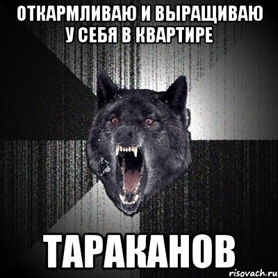 Откармливаю и выращиваю у себя в квартире Тараканов, Мем Сумасшедший волк