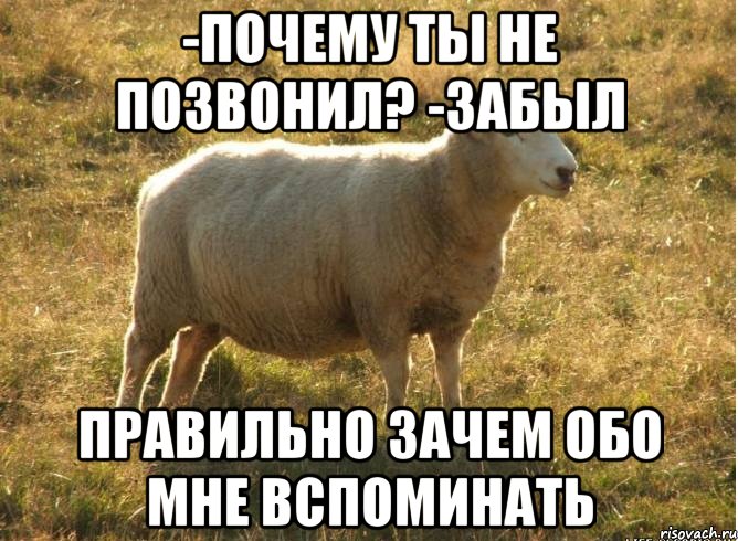 -почему ты не позвонил? -забыл правильно зачем обо мне вспоминать, Мем Типичная овца