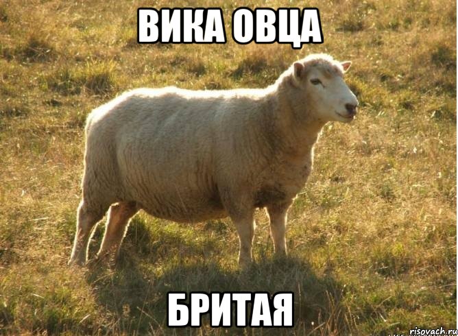 Вика овца Бритая, Мем Типичная овца