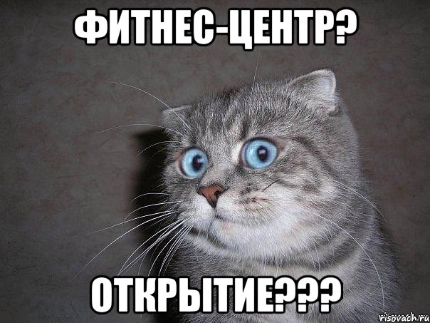 Фитнес-центр? Открытие???, Мем  удивлённый кот