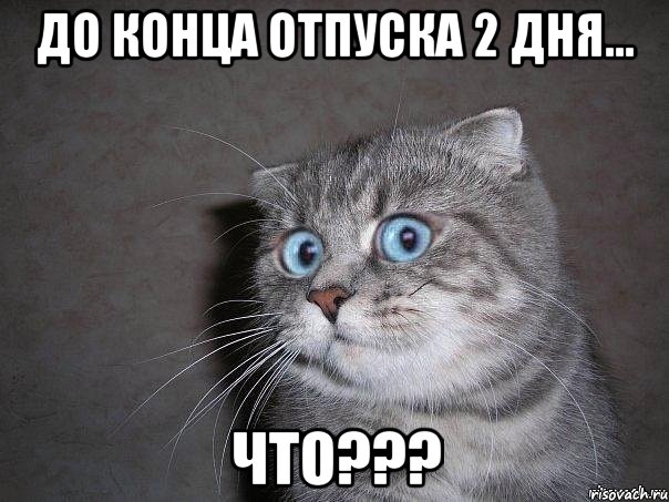 До конца отпуска 2 дня... Что???, Мем  удивлённый кот