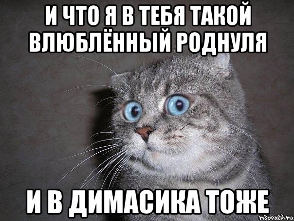 И что я в тебя такой влюблённый роднуля и в Димасика тоже, Мем  удивлённый кот