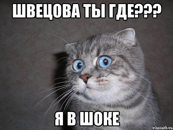 Швецова ты где??? Я в шоке, Мем  удивлённый кот