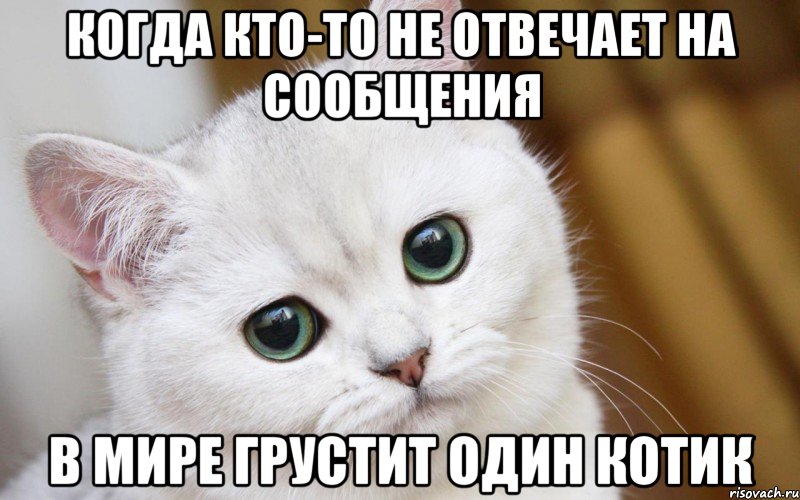 Когда кто-то не отвечает на сообщения в мире грустит один котик, Мем  В мире грустит один котик