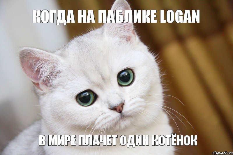 в мире плачет один котёнок когда на паблике logan, Мем  В мире грустит один котик