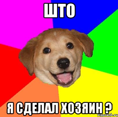 што я сделал хозяин ?, Мем Advice Dog