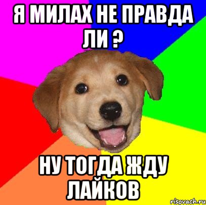 я милах не правда ли ? ну тогда жду лайков, Мем Advice Dog