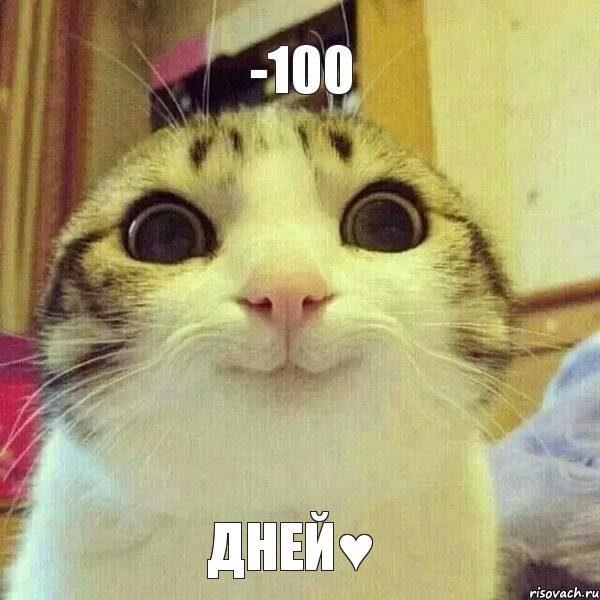 -100 дней♥, Мем       Котяка-улыбака