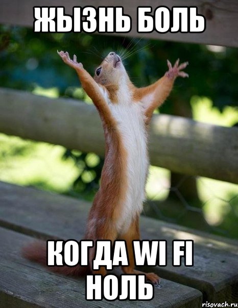 жызнь боль когда wi fi ноль, Мем    белка молится