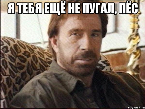 Я тебя ещё не пугал, пёс , Мем чак норрис