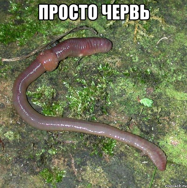 просто червь 