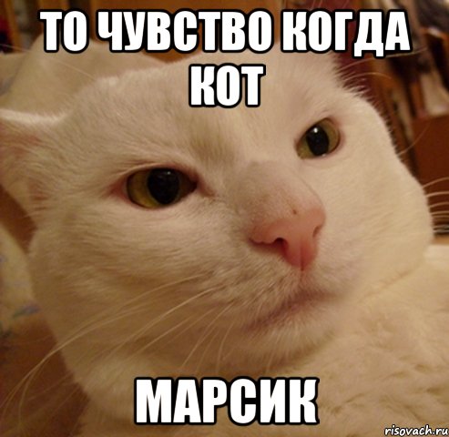 то чувство когда кот МАРСИК, Мем Дерзкий котэ