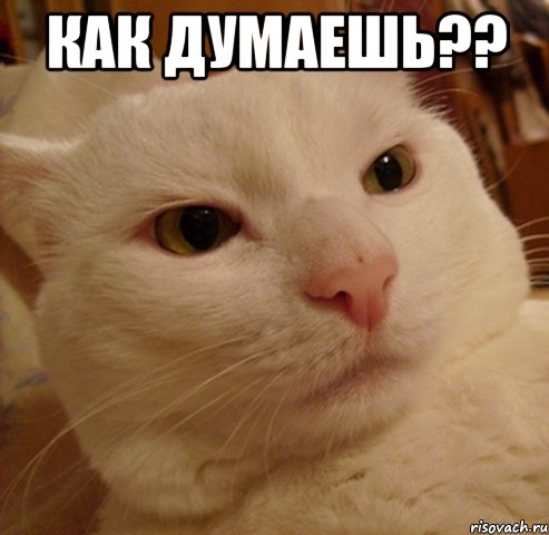 Как думаешь?? , Мем Дерзкий котэ