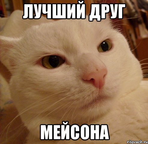 лучший друг мейсона, Мем Дерзкий котэ