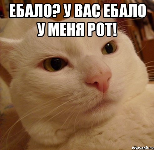 Ебало? У вас ебало у меня рот! , Мем Дерзкий котэ