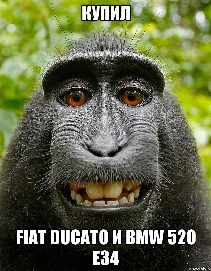 Купил Fiat Ducato и BMW 520 E34, Мем  Довольная обезьяна