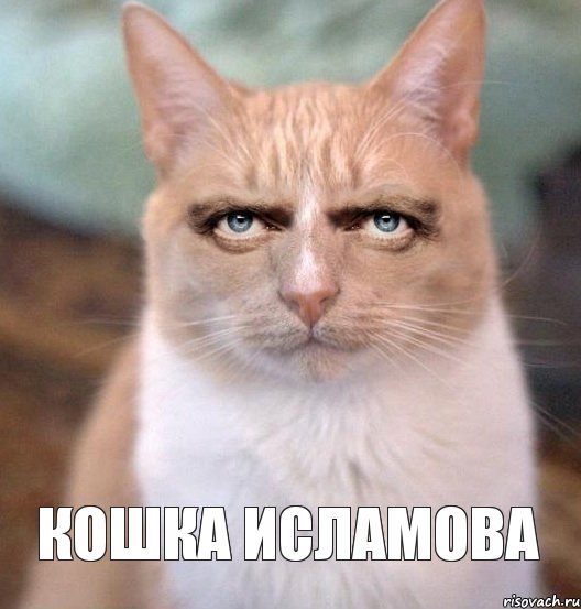 кошка исламова