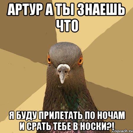 Артур а ты знаешь что Я буду прилетать по ночам и срать тебе в носки?!, Мем голубь