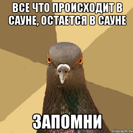 все что происходит в сауне, остается в сауне запомни, Мем голубь