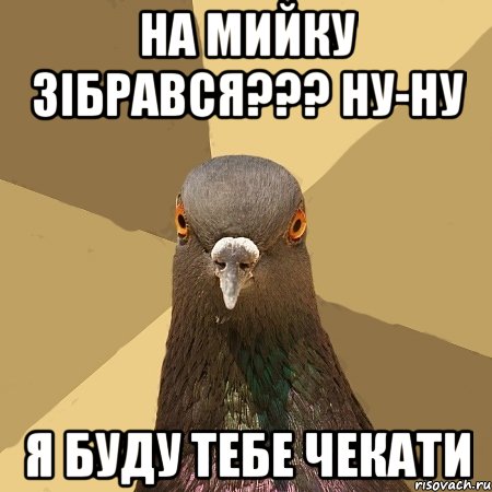 На мийку зібрався??? Ну-ну я буду тебе чекати, Мем голубь