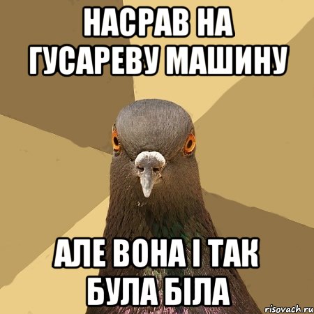 НАСРАВ НА ГУСАРЕВУ МАШИНУ АЛЕ ВОНА І ТАК БУЛА БІЛА, Мем голубь