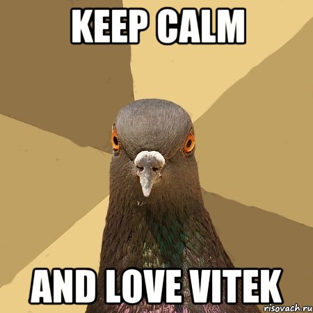 KEEP CALM AND LOVE VITEK, Мем голубь