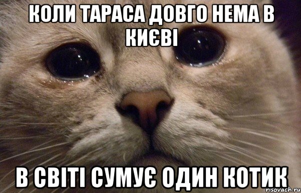 Коли Тараса довго нема в Києві в світі сумує один котик, Мем   В мире грустит один котик