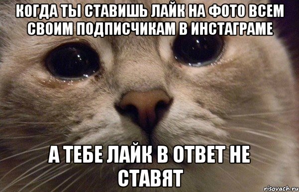 Когда ты ставишь лайк на фото всем своим подписчикам в инстаграме А тебе лайк в ответ не ставят, Мем   В мире грустит один котик