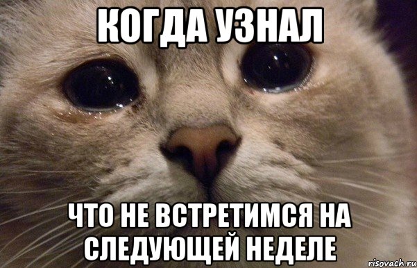 Когда узнал Что не встретимся на следующей неделе, Мем   В мире грустит один котик