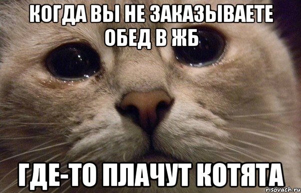 Когда вы не заказываете обед в ЖБ Где-то плачут котята, Мем   В мире грустит один котик