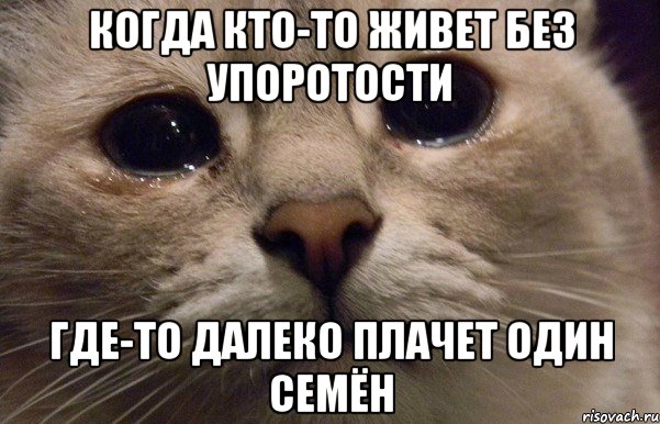 Когда кто-то живет без упоротости Где-то далеко плачет один Семён, Мем   В мире грустит один котик