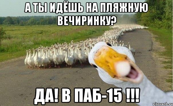 А ТЫ ИДЁШЬ НА ПЛЯЖНУЮ ВЕЧИРИНКУ? ДА! В ПАБ-15 !!!, Мем гуси