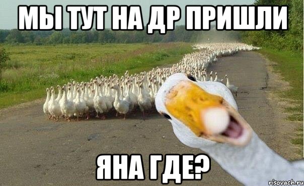 Мы тут на др пришли яна где?, Мем гуси