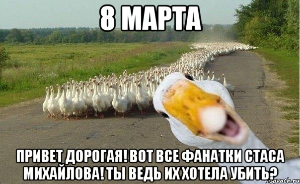 8 марта привет дорогая! вот все фанатки стаса михайлова! ты ведь их хотела убить?, Мем гуси