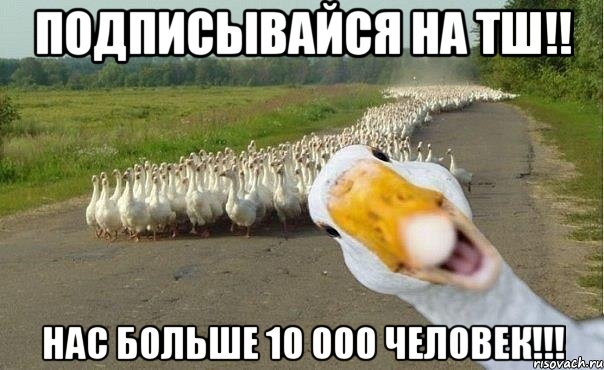 Подписывайся на ТШ!! нас больше 10 000 человек!!!, Мем гуси