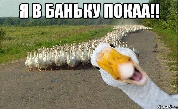 Я в баньку покаа!! , Мем гуси