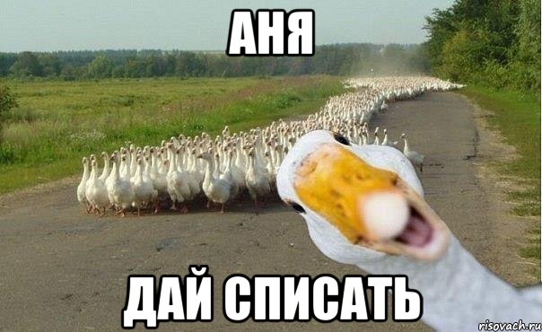 Аня дай списать, Мем гуси