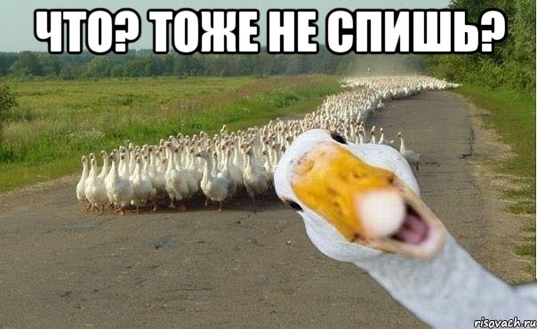 Что? Тоже не спишь? , Мем гуси