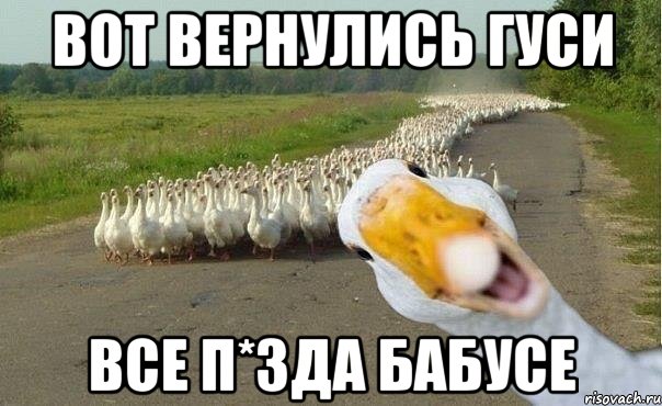 Вот вернулись гуси все п*зда бабусе, Мем гуси