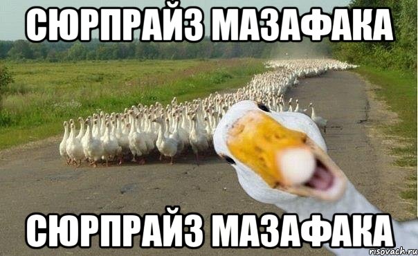 СЮРПРАЙЗ МАЗАФАКА СЮРПРАЙЗ МАЗАФАКА, Мем гуси