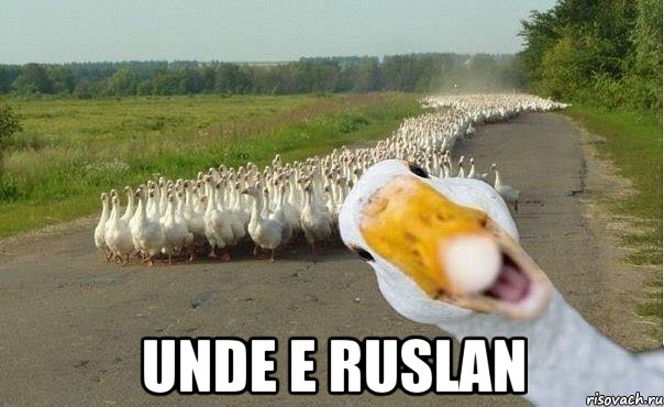  unde e ruslan, Мем гуси