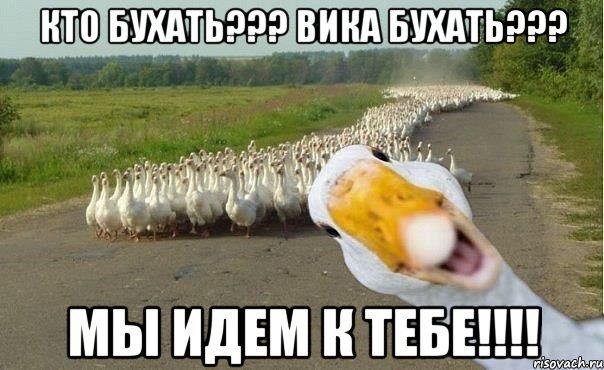 Кто бухать??? Вика бухать??? Мы идем к тебе!!!!, Мем гуси